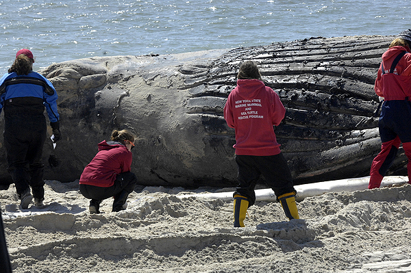 Biologists from the Riverhead Foundation for Maine Research and Preservation prepare to do a necropsy on the humpback whale that washed ashore in East Quogue last week.  DANA SHAW