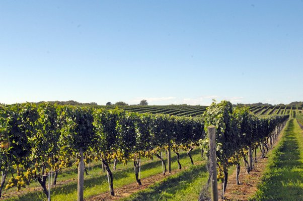 Wölffer Estate Vineyard in Sagaponack.