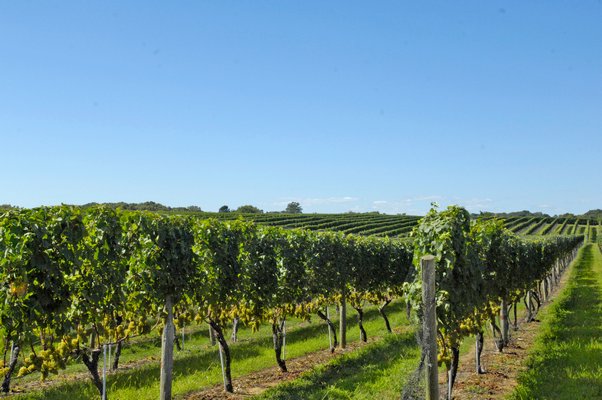 Wölffer Estate Vineyard in Sagaponack.