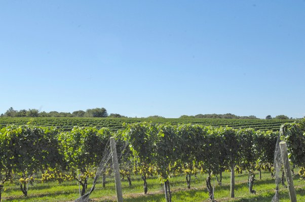 Wölffer Estate Vineyard in Sagaponack.