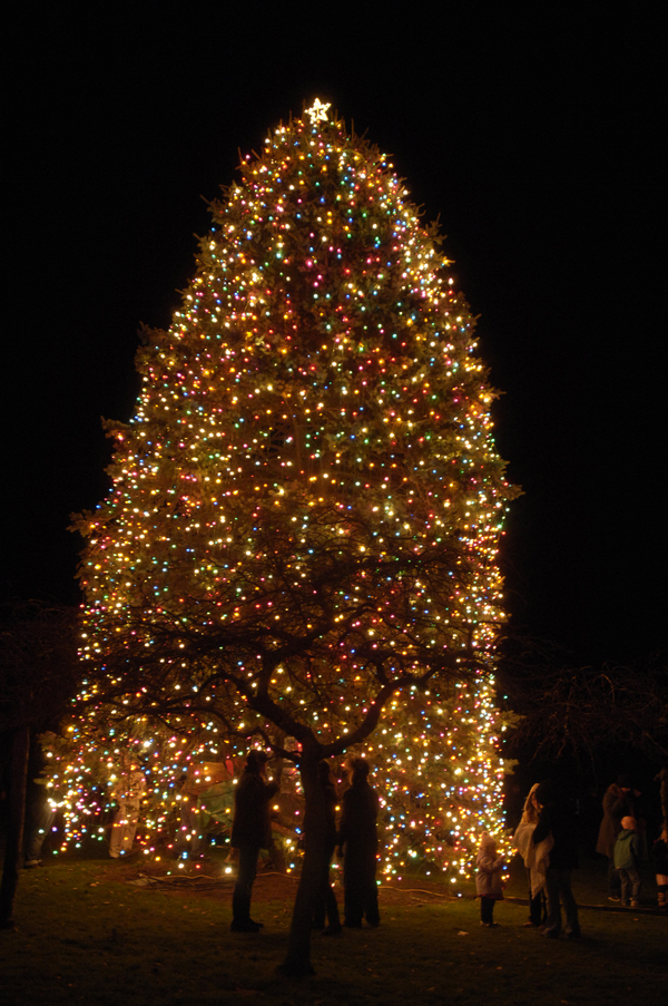 The tree is lit. DANA SHAW PHOTOS