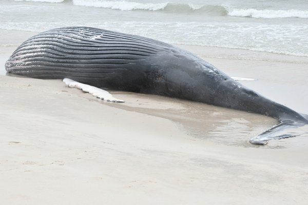  humpback whale washed up at Cupsogue County Park on Sunday.   DANA SHAW