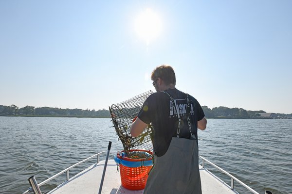 Captain Peter Haskell of Haskell's Seafood of Long Island checks his crab pots in East Quogue on Monday afternoon.  DANA SHAW