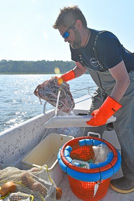Captain Peter Haskell of Haskell's Seafood of Long Island checks his crab pots in East Quogue on Monday afternoon.  DANA SHAW