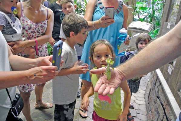 Visitors to the exhibit get a look at the day in the life of a giant leaf insect.  If you look closely