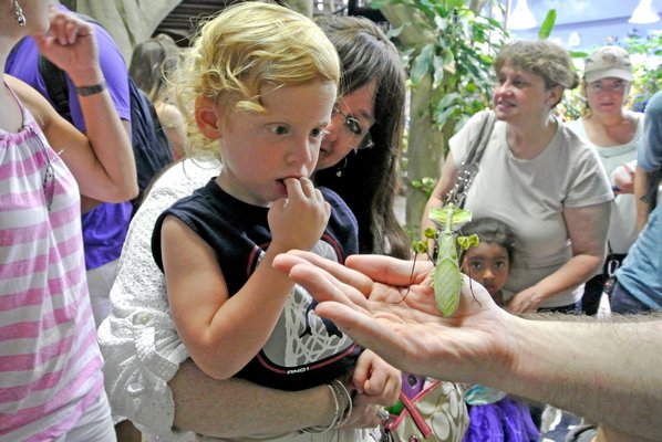 Visitors to the exhibit get a look at the day in the life of a giant leaf insect.  If you look closely
