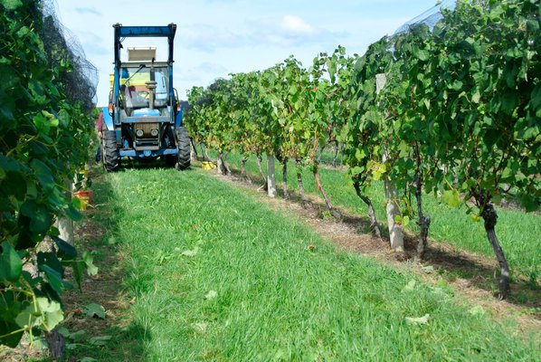 The grape havest is currently underway at Duck Walk Vineyards in Water Mill.  DANA SHAW