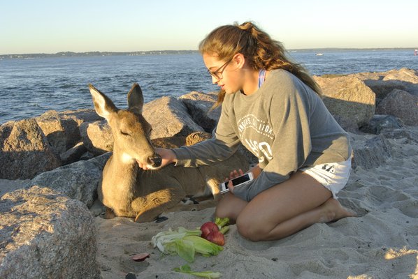  of Hampton Bays plays with the friendly fawn. AMANDA BERNOCCO