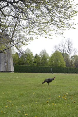 The Water Mill turkey at its stomping grounds near the windmill. BY SHAYE WEAVER
