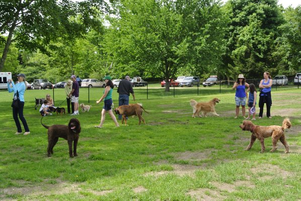 Dogs run and play at the new dog park.