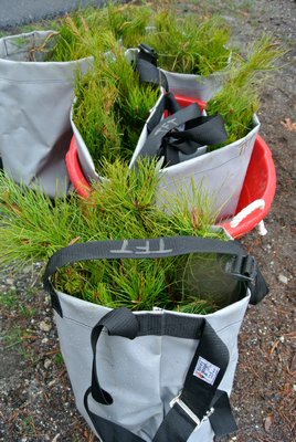 Pitch pine seedlings came all the way from Saratoga.