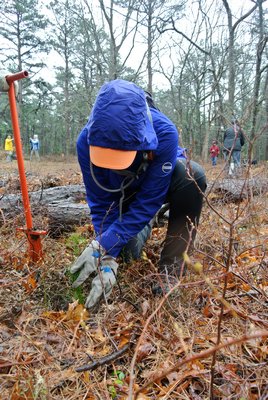 Jacqueline Errico plants pitch pines at Sears Bellow County Park on Thursday.