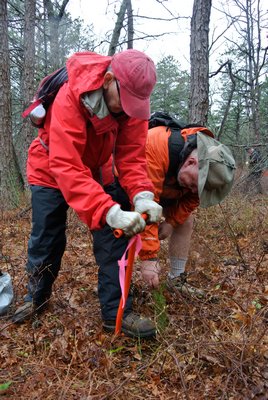 Tom Casey and Bill Bellotti plant pitch pine seedling at Sears Bellows County Park on Thursday morning.