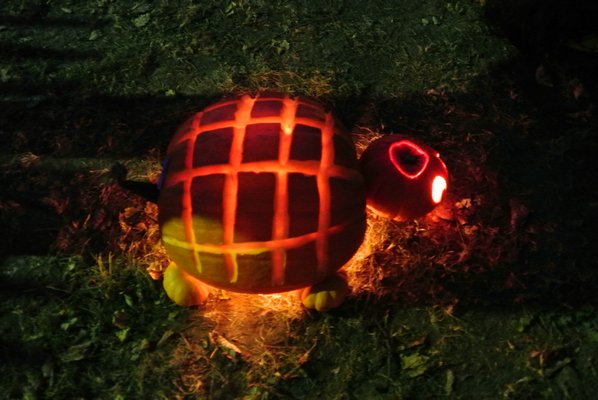 A turtle.