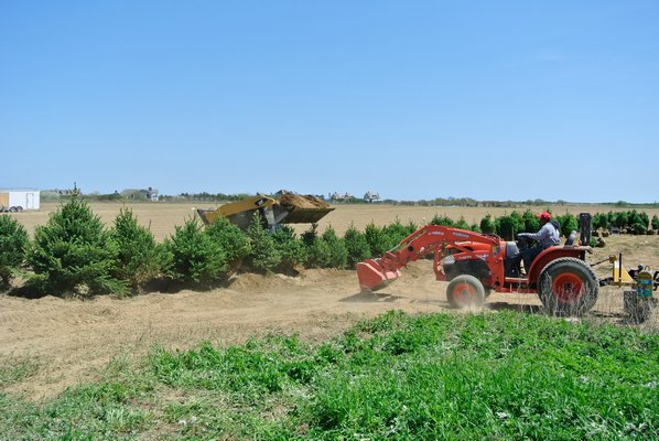 A row of evergreen trees was planted last week around the open-space easement on a property in Sagaponack where a subdivision application was denied last winter.            DANA SHAW