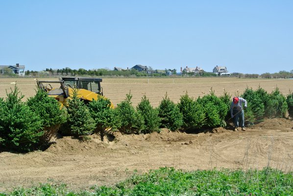 A row of evergreen trees was planted last week around the open-space easement on a property in Sagaponack where a subdivision application was denied last winter.            DANA SHAW