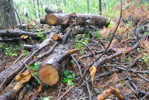 A pine tree killed by southern pine beetles in Northwest Woods.