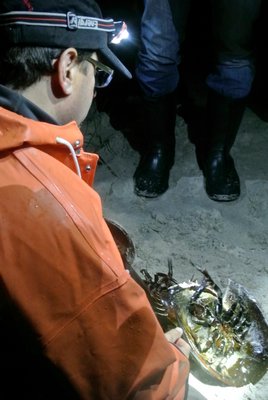 Dr. Matt Sclafani explains how to wrangle and tag a horseshoe crab.  DANA SHAW