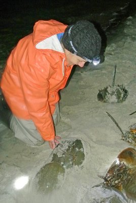 Volunteers wrangle and tag horseshoe crabs at Pikes Beach.  DANA SHAW