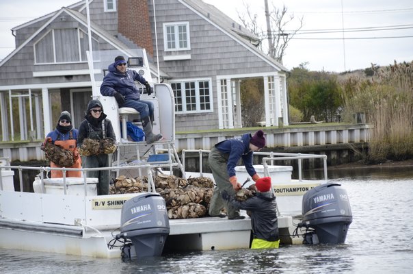  were placed in the water near the Quogue Canal as part of Long Island's first permitted oyster reef. GREG WEHNER