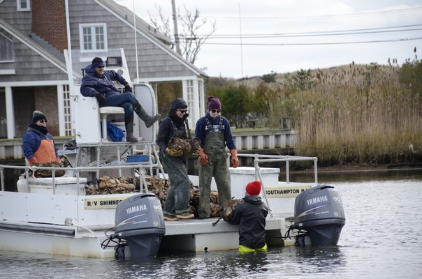 Mike Doall helped place hundreds of bags with shells covered in oyster spat in the water near the Quogue Canal on Thursday. GREG WEHNER