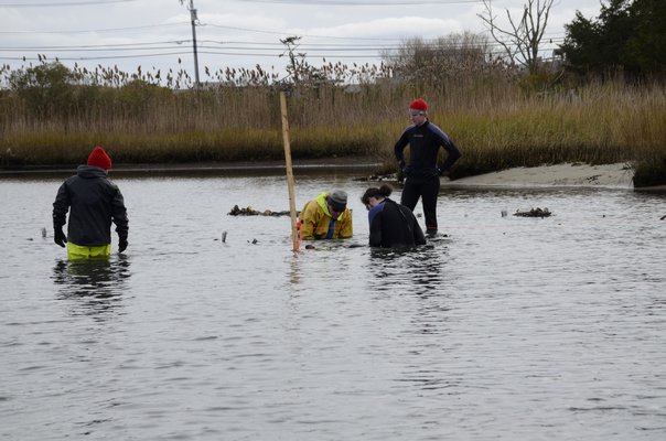 Hundreds of bags with shells covered in oyster spat were placed in the water near the Quogue Canal on Thursday