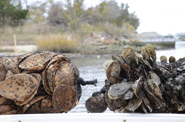 coordinated where each of the bags of shells covered in spat were placed in Long Island's first permitted oyster reef. GREG WEHNER