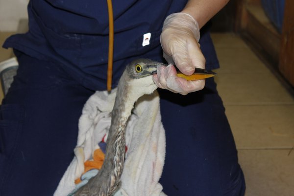 The heron found by Shane Weeks is not expected to survive. VALERIE GORDON 