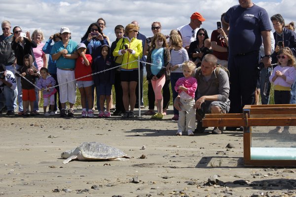  an endangered Kemp's Ridley sea turtle