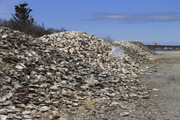 Millions of clam shells are piled up on Triton Lane in East Quogue