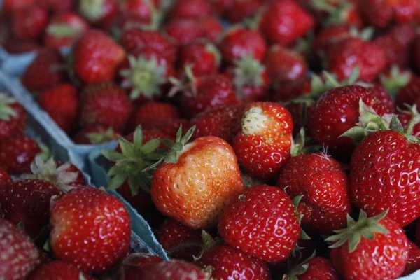 Freshly picked strawberries at Densieski Farmstand in East Quogue. VALERIE GORDON 
