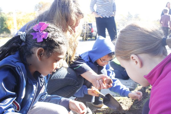 East Quogue third graders planted tulips outside of the Central Avenue school's main entrance on Wednesday morning. VALERIE GORDON 