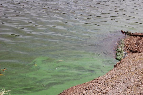 A bloom of blue-green algae seen in Lake Agawam in Southampton. JON WINKLER