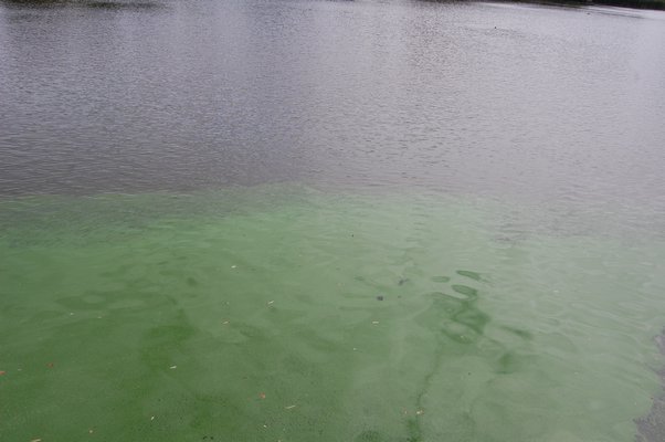 A bloom of blue-green algae seen in Lake Agawam in Southampton. JON WINKLER