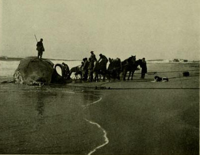A whale was caught off of Amagansett in 1907. That whale was taken and stored at the Natural History Museum. Now, locals hope to bring it back to Amagansett and put it on display.