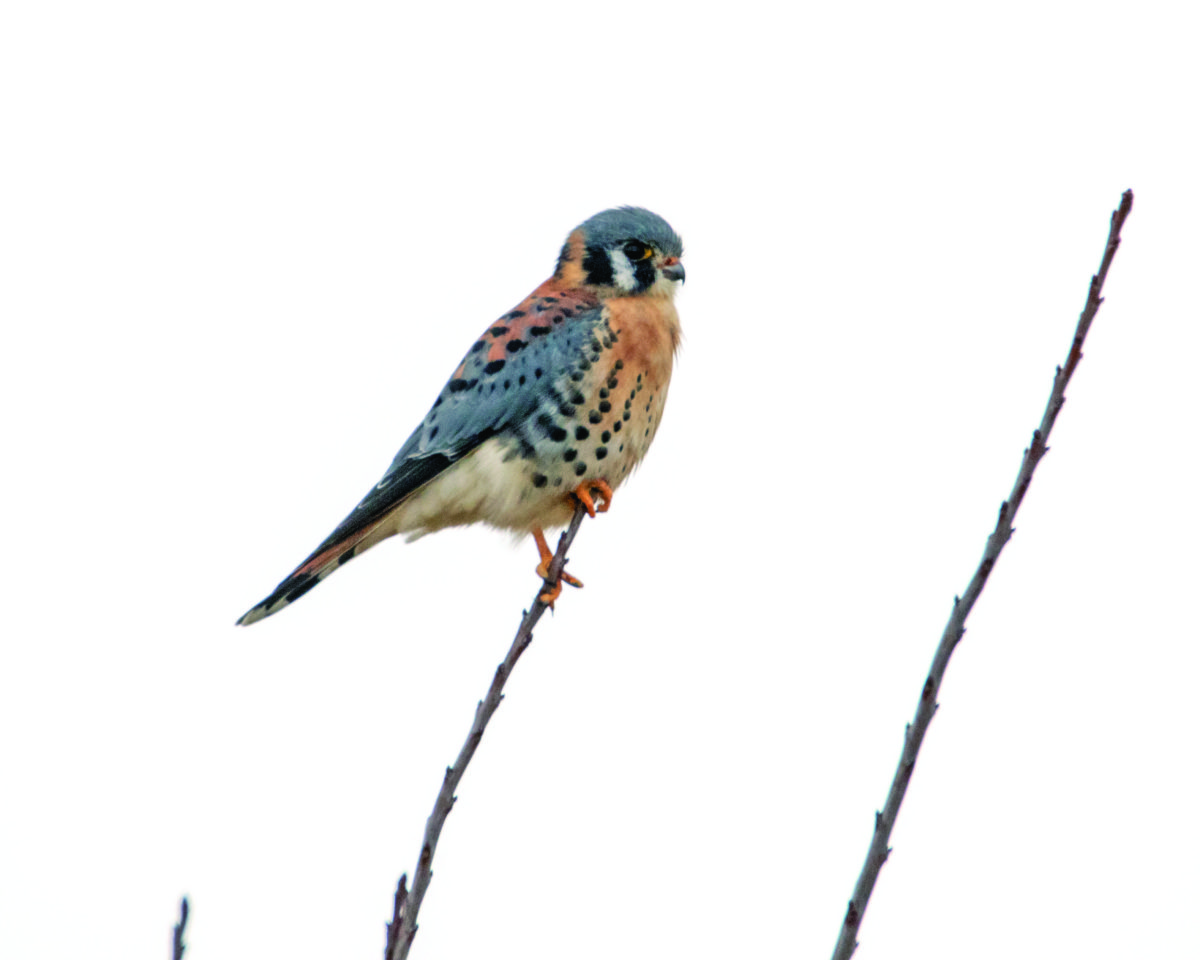 American kestrel