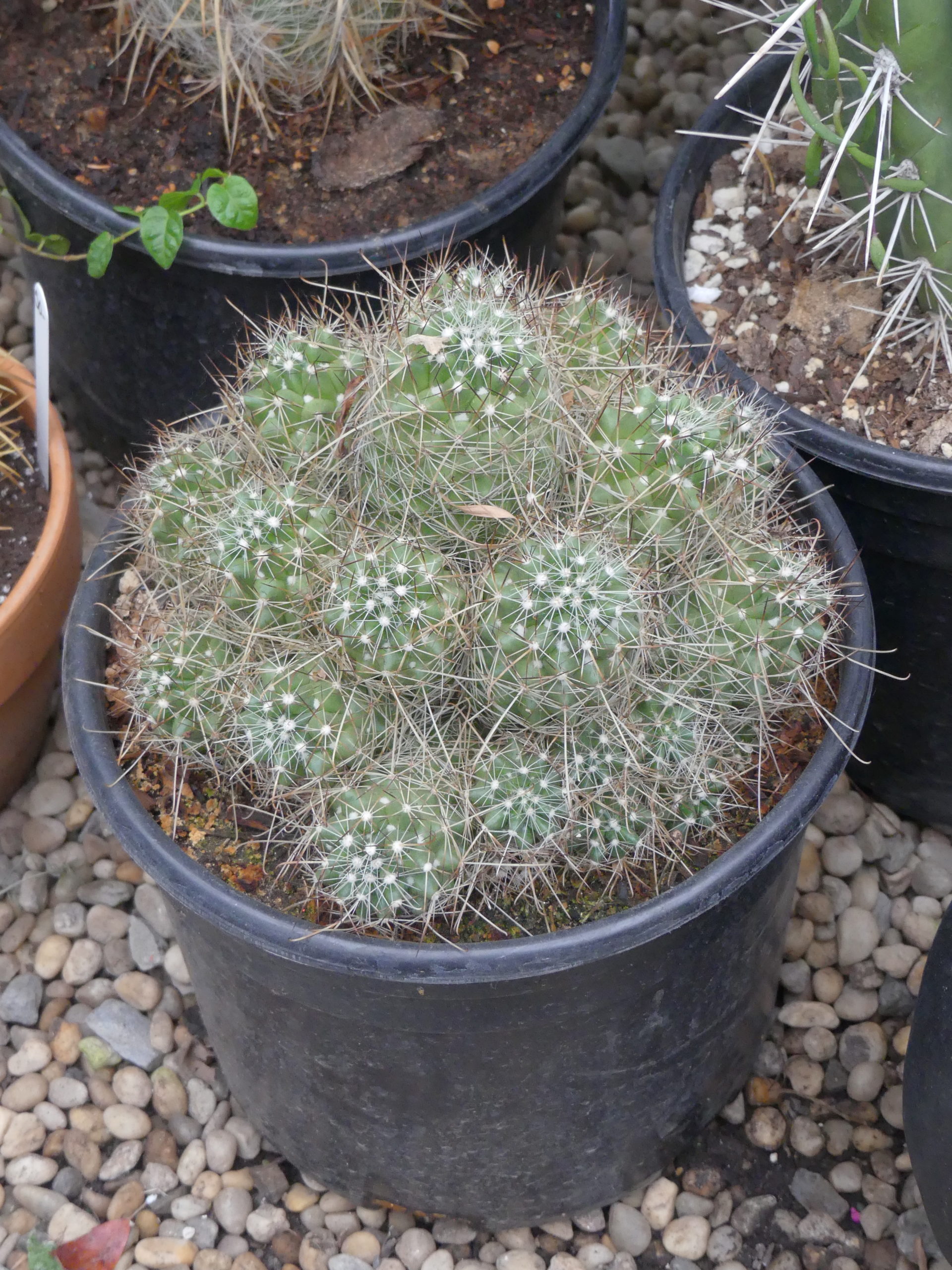 It can be frustrating buying cacti that don’t have name and care tags, but this one appears to be Parodia aureipina, or a miniature barrel cactus. This is one of the easiest to grow.