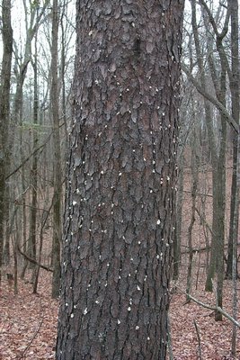 The southern pine beetle is already having an adverse effect on trees on Long Island. USDA FOREST SERVICE
