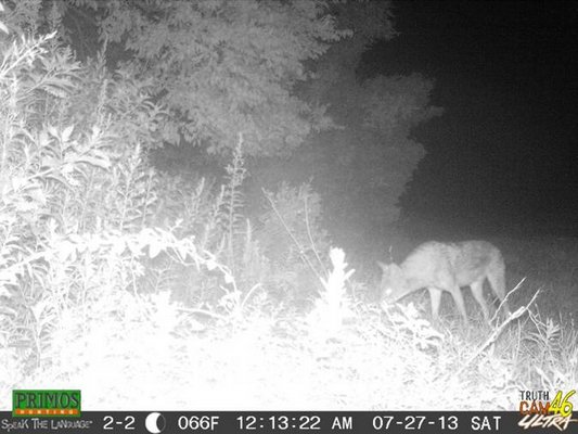 Recent photos of this coyote in the Water Mill - Bridgehampton area will stir a lively discussion at the conference. JOSH STILLER-NYSDEC PHOTO