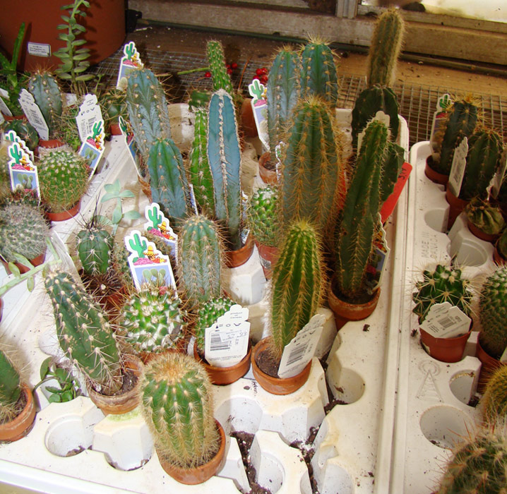More cacti selections from a greenhouse, but these are in 2-inch clay pots. Make sure you buy cacti with name tags, or it will be hard to know who they are and what to expect from them in terms of flowering and care. Cute, but not quite stocking stuffers.