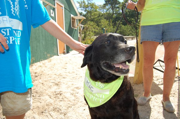  a 12-year-old dog part of the pet therapy program at Camp Good Grief JON WINKLER