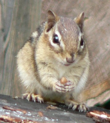 Chipmunks are among the wildlife species that are busy collecting and storing food during the fall in preparation for winter. MIKE BOTTINI