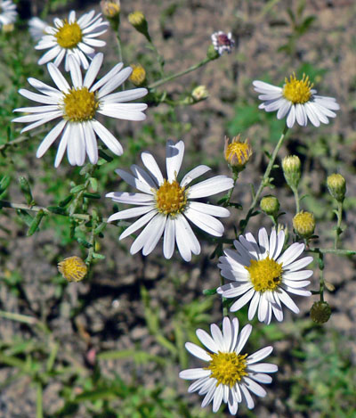 One of our many roadside asters.