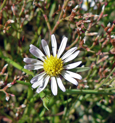 A perennial salt marsh aster blooms against a background of sea lavenders that are past peak flowering.