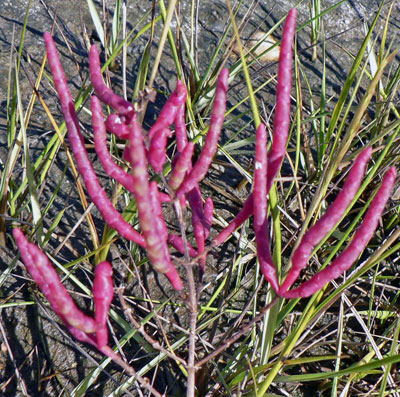 Glasswort (Salicornia ssp.) rates among our most brilliantly-colored autumn leaves.