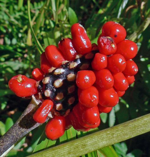 The bright red berries of Jack-in-the-pulpit. The berries of the nearby american hollies are just beginning to ripen.