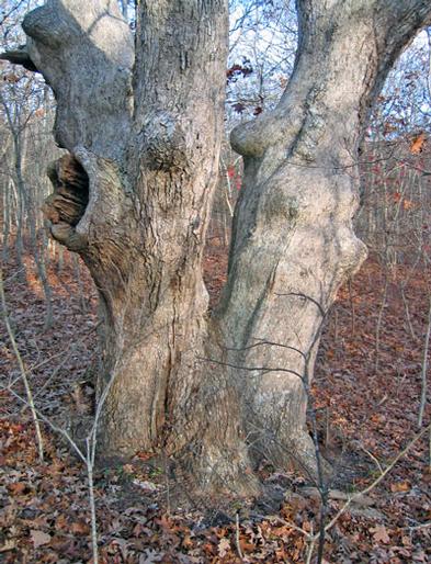 A huge multi-trunked White Oak in Hither Woods.