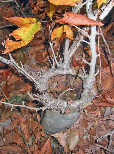 The thin bark of American beech provides little protection from fire for its adventitious buds