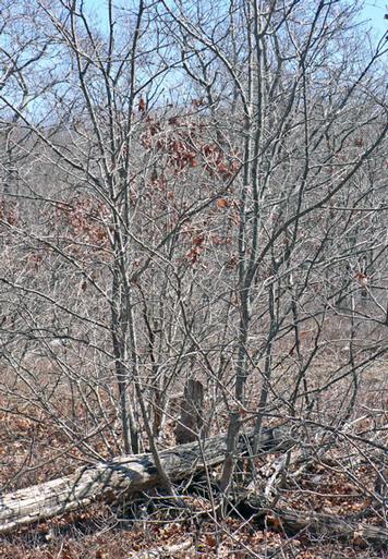  and this species rarely survives a forest fire. The coppice growth exhibited by this beech in Hither Woods was probably the result of cutting.