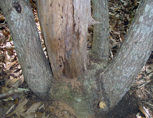  this section of oak forest in the Stony Hill woods of Amagansett resembled a shrub thicket.